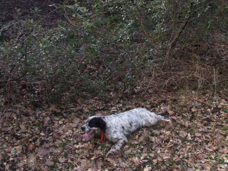 Prune de L'Echo de la Forêt